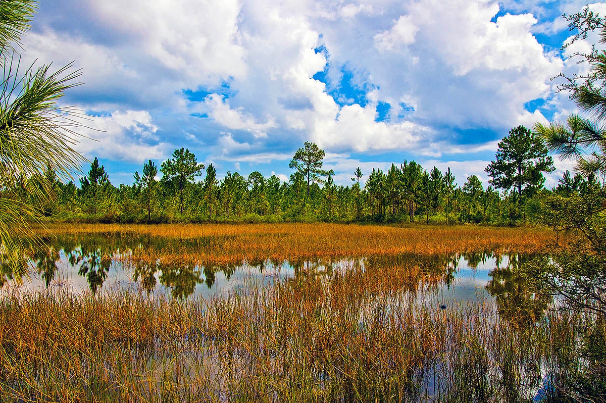 The Pristine Wet Prairie Florida State Parks